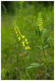 Melilotus officinalis    