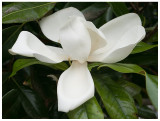 Magnolia grandiflora