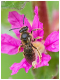 Halictidae