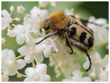 Trichius fasciatus