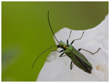 Oedemera nobilis (female)