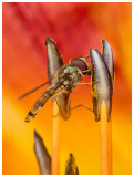 Episyrphus balteatus