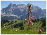 Lilium martagon