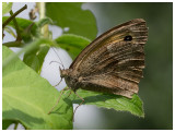 Maniola jurtina