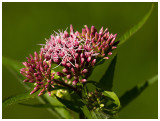 Eupatorium cannabinum