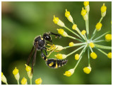 Eumenes coarctatus   