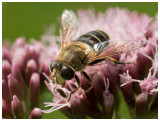 Eristalis tenax