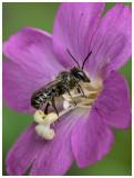 Coelioxys inermis  