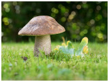 Leccinum scabrum