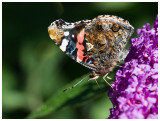 Vanessa atalanta