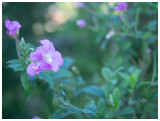 Epilobium hirsitum