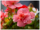 Begonia