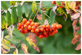 Sorbus aucuparia