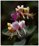 Lonicera