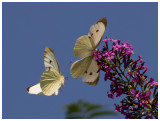 Pieris brassicae   