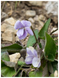 Viola palustris   