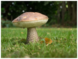 Leccinum scabrum