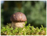 Leccinum scabrum