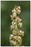 Rumex obtusifolius  