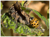 Harmonia axyridis