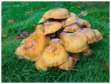 Armillaria mellea