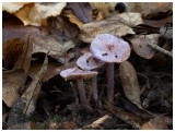 Inocybe geophhylla var. lilacea  