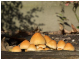 Hypholoma sublateritium