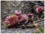 Tremella