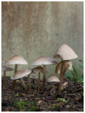 Mycena galericulata    