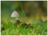 Mycena filopes