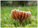 Laccaria laccata