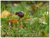 Cortinarius  spec.