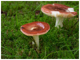 Russula nitida   