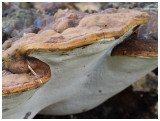 Ganoderma lipsiense  