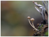 Mycena rhenana