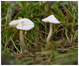 Inocybe geophylla   