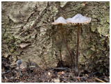 Mycena galopus var. nigra