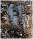 Xylaria longipes    