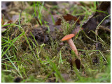 Laccaria bicolor