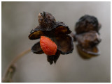 Euonymus europaeus