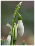 Galanthus nivalis