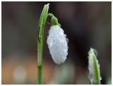 Galanthus nivalis