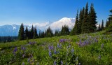 Mt Rainier