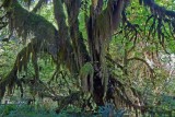 Hoh Rain Forest