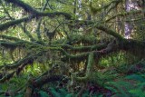 Hoh Rain Forest