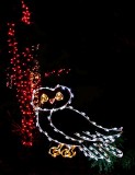 Christmas, Botanical Garden
