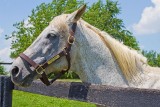 Silver Charm, Old Friends