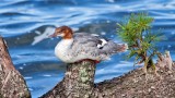 Common Merganser, Onamia