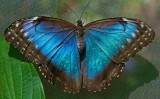 Blue Morpho