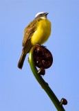 Tyrant Flycatcher